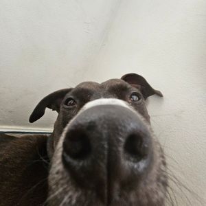 Meet your Posher, Luna